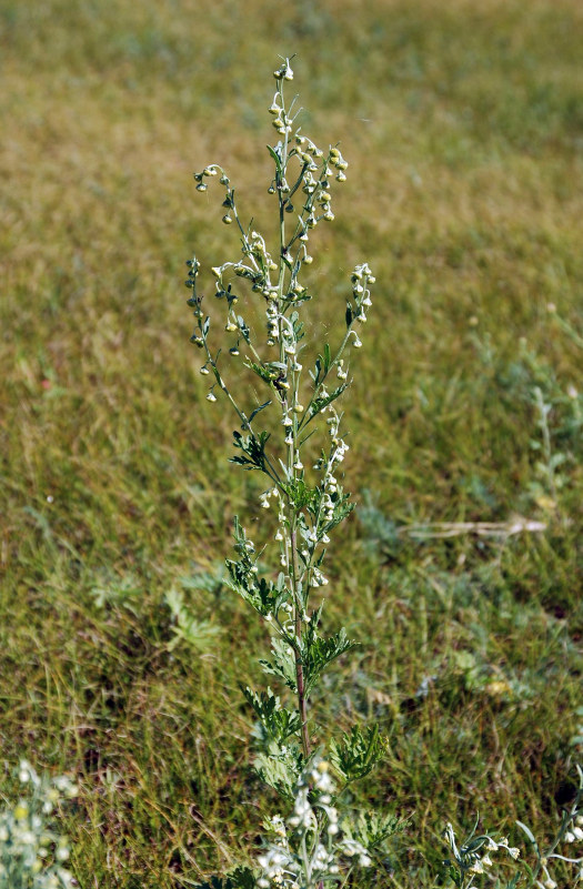 Изображение особи Artemisia sieversiana.