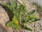 Crambe koktebelica