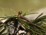Ceratophyllum demersum