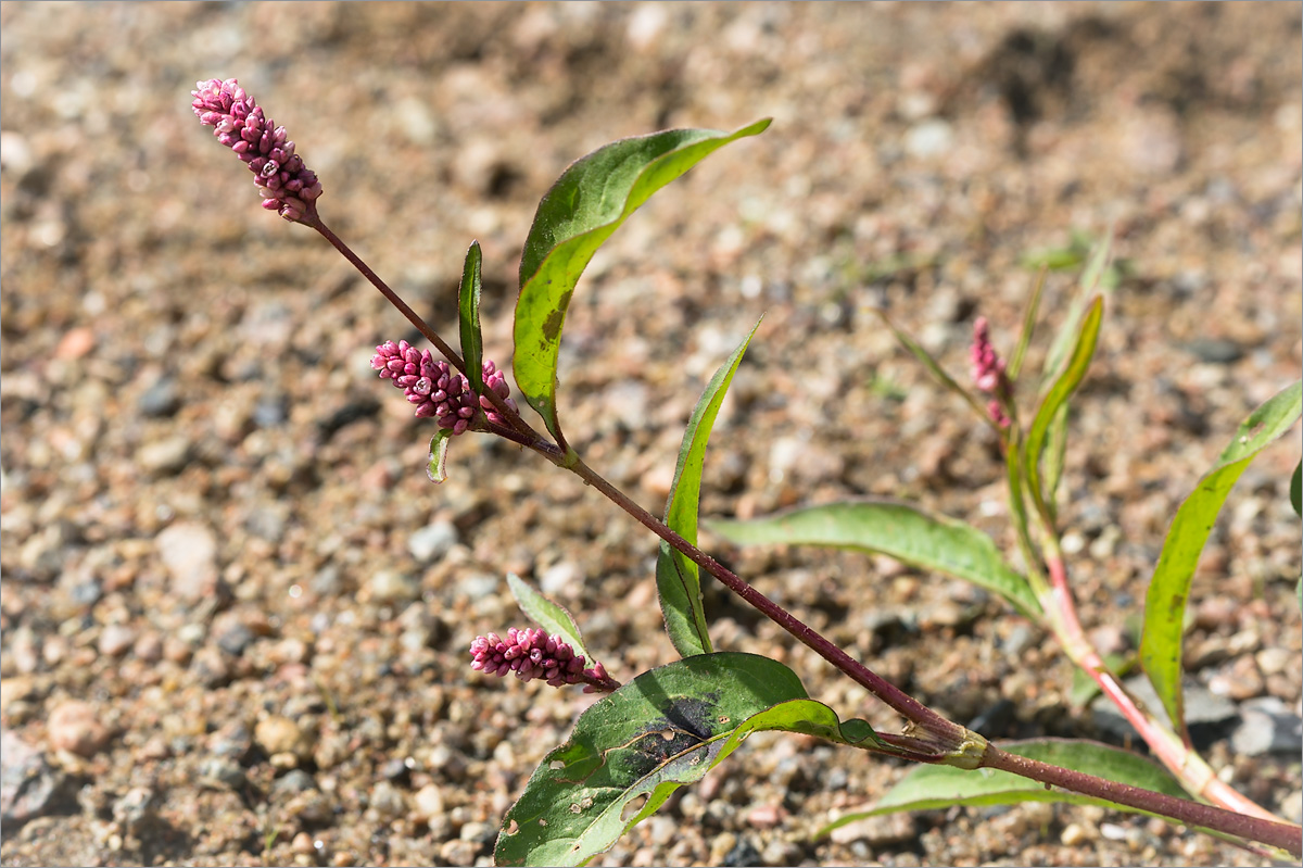 Image of Persicaria lapathifolia specimen.