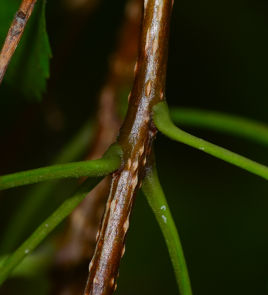 Image of Tecoma × smithii specimen.