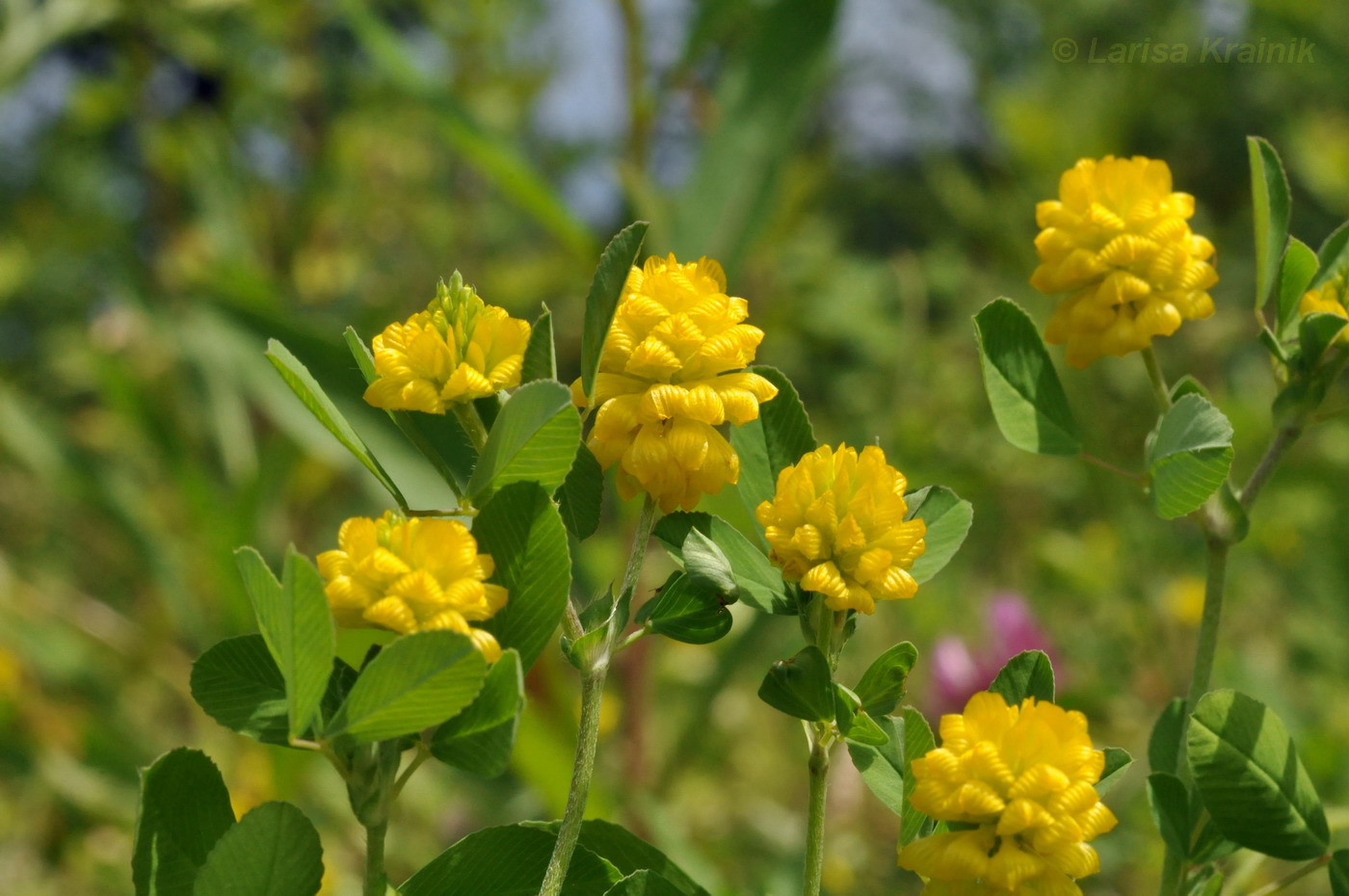Image of Trifolium campestre specimen.
