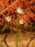 Sanicula europaea. Часть соцветия. Украина, Львовская обл., Дрогобычский р-н, г. Трускавец, Помярки, лес. 07.06.2014.