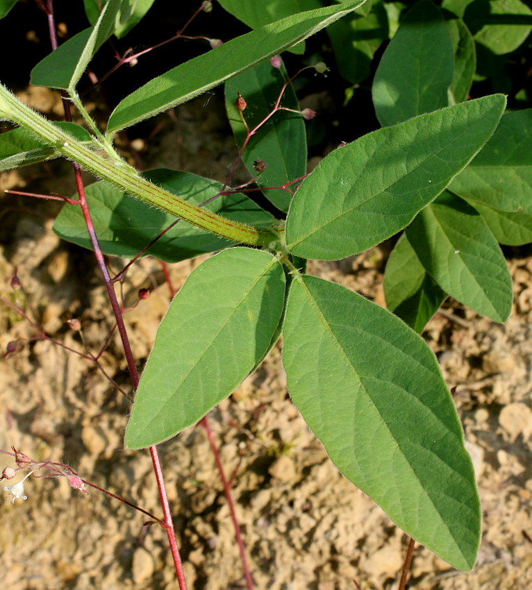 Image of Desmodium obtusum specimen.
