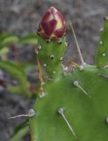 Opuntia monocantha