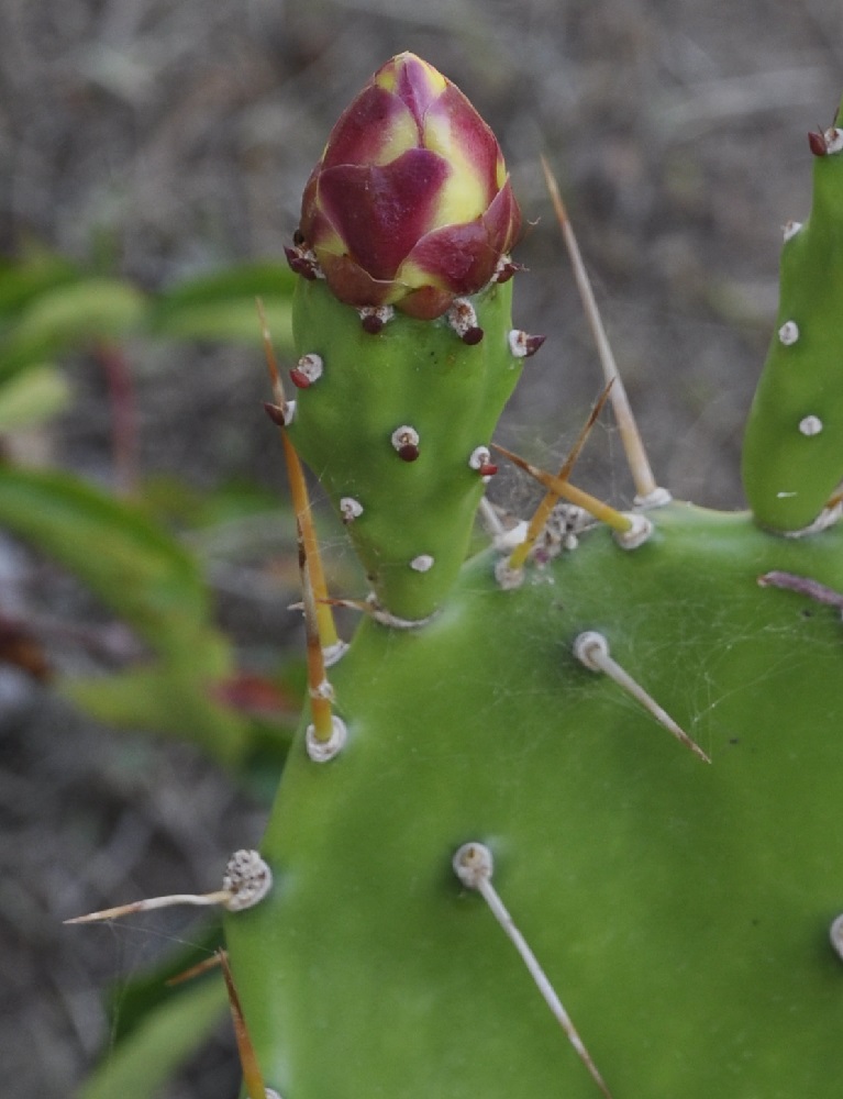 Изображение особи Opuntia monocantha.