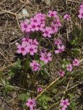 Oxalis articulata