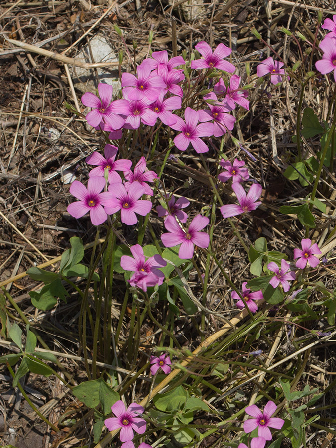 Изображение особи Oxalis articulata.