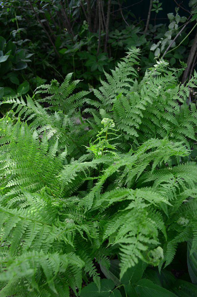 Image of Athyrium filix-femina specimen.