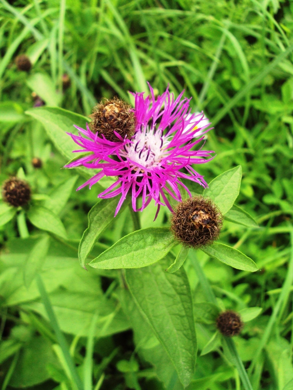 Image of Centaurea pseudophrygia specimen.