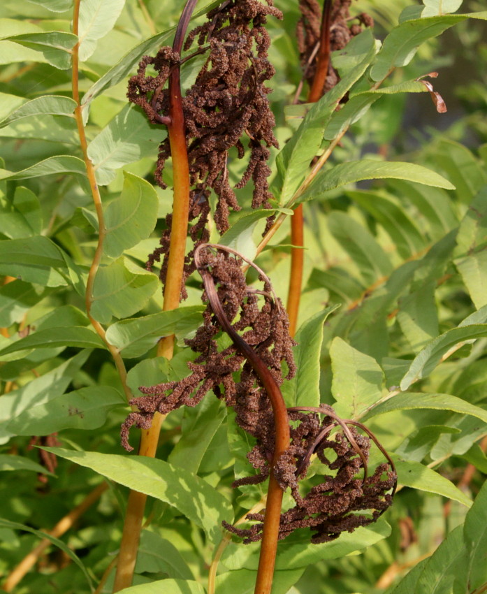 Image of Osmunda regalis specimen.
