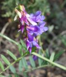 Vicia nervata