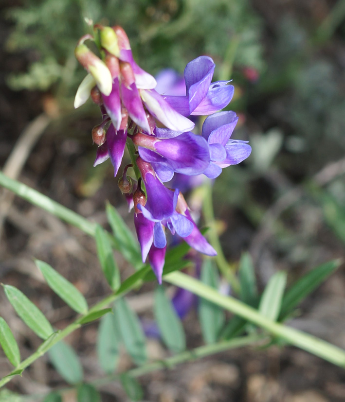 Изображение особи Vicia nervata.