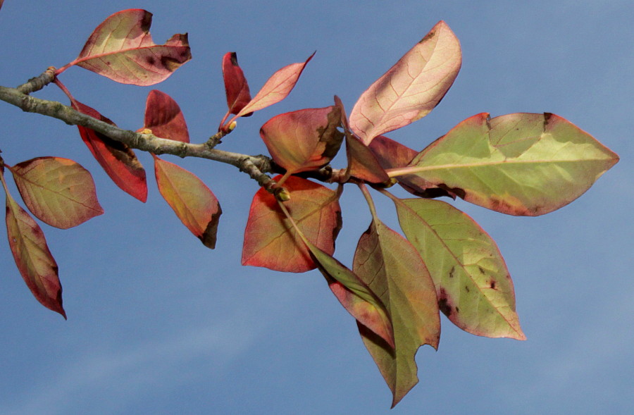 Image of Nyssa sylvatica specimen.