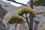 genus Agave. Часть соцветия. Боливия, Ла-Пас, Лунная долина. 15 марта 2014 г.