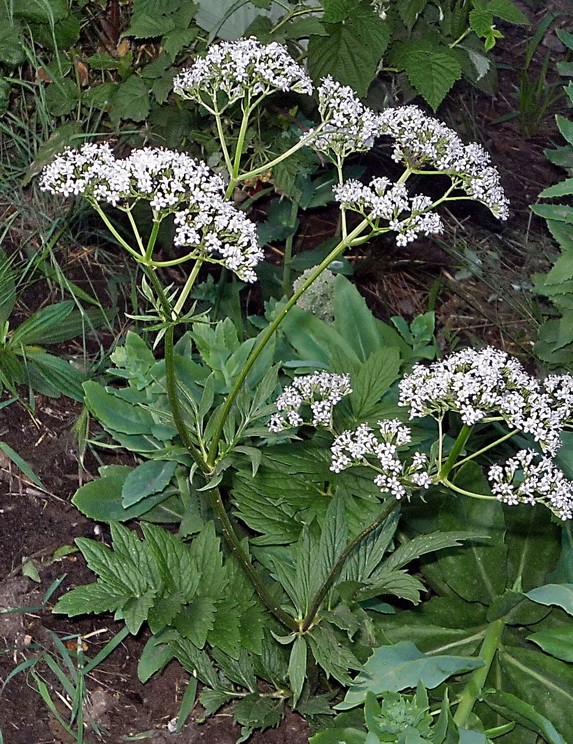 Изображение особи Valeriana transjenisensis.