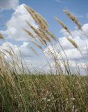 Calamagrostis glomerata