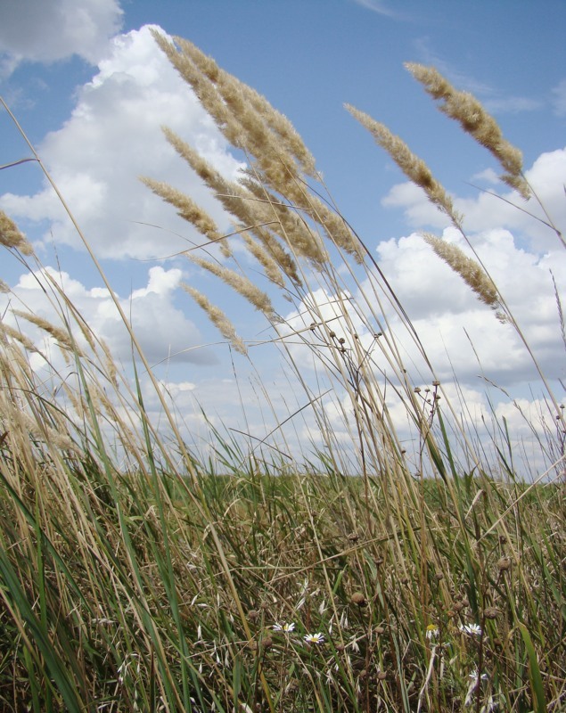 Изображение особи Calamagrostis glomerata.