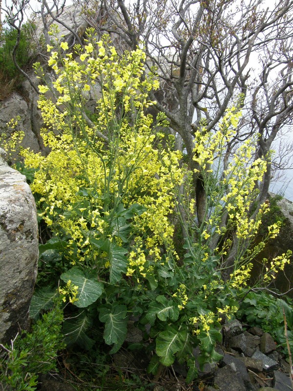 Изображение особи Brassica taurica.