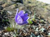 Pulsatilla multifida