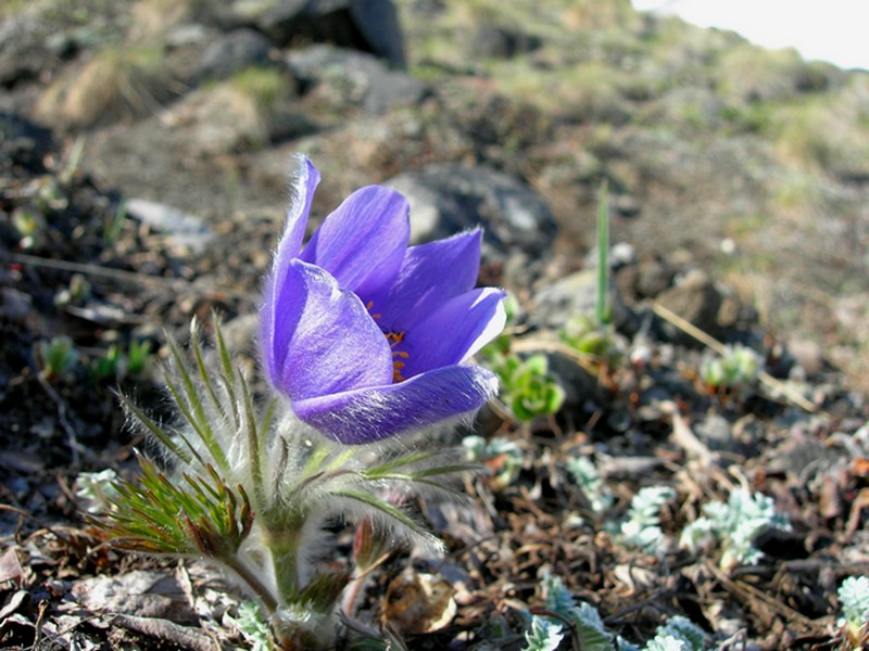 Image of Pulsatilla multifida specimen.