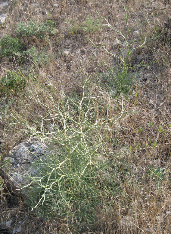 Image of Seseli arenarium specimen.