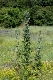 genus Carduus. Зацветающее растение. Краснодарский край, окр. Новороссийска, обочина дороги в урочище \"Дюрсо\" недалеко от Абрау-Дюрсо. 03.06.2009.