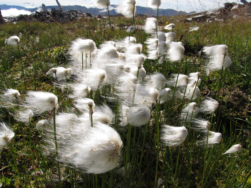 Изображение особи Eriophorum scheuchzeri.