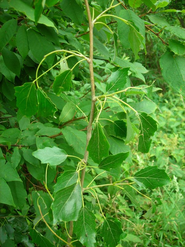 Image of Populus × canescens specimen.