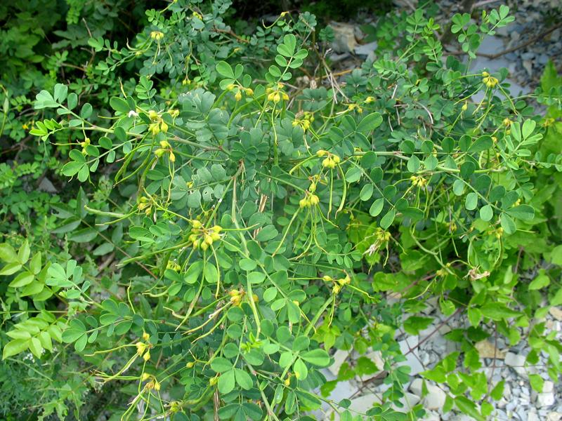 Изображение особи Hippocrepis emeroides.