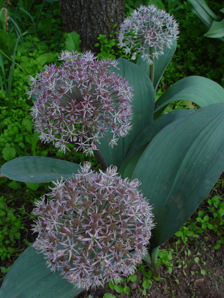 Image of Allium karataviense specimen.