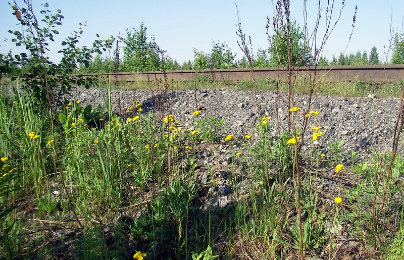 Изображение особи Pilosella sulphurea.