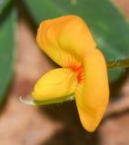 Arachis hypogaea