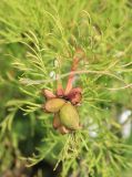 Paeonia tenuifolia. Созревающий плод-многолистовка и листья. Черноморское побережье Кавказа, м/о г. Новороссийск, окр. с. Верхнебаканский, горная степь. 8 июня 2014 г.