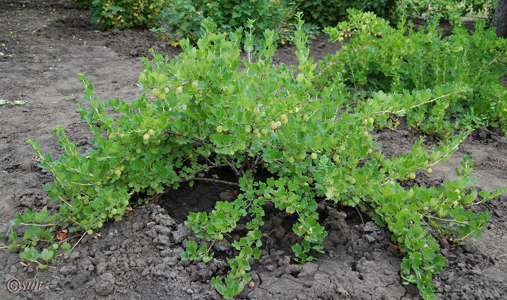 Image of Grossularia uva-crispa specimen.