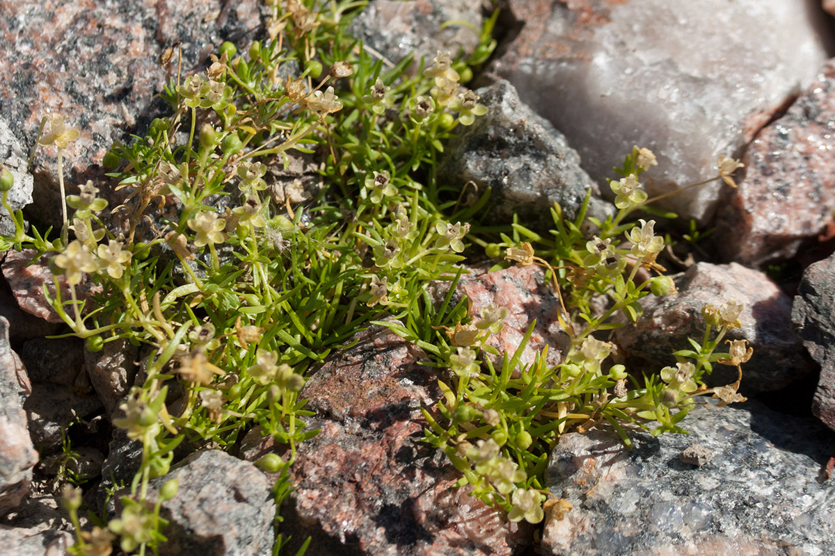 Image of Sagina procumbens specimen.