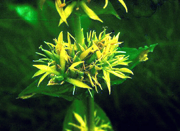 Image of Gentiana lutea specimen.
