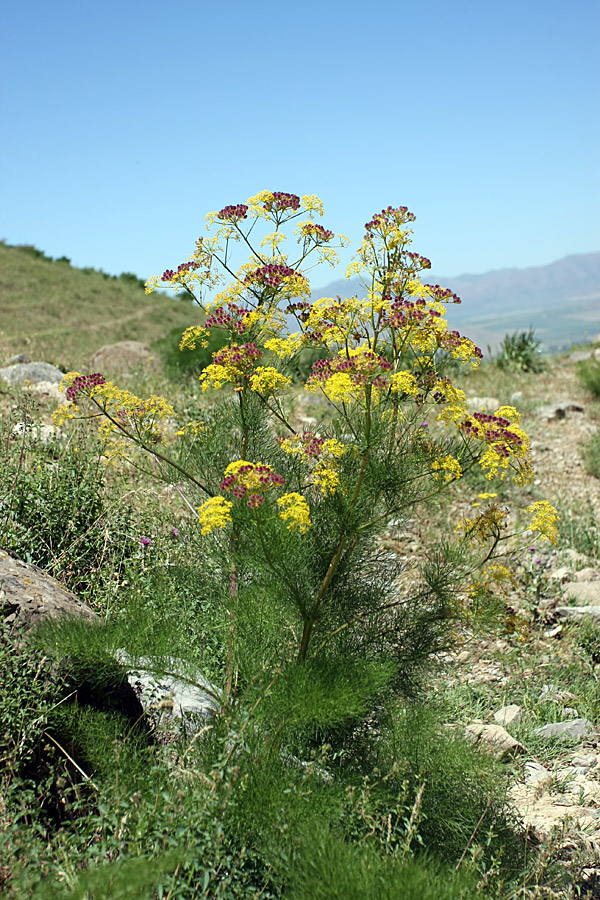 Image of Prangos pabularia specimen.