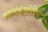 Salix euxina. Соцветие. Ростовская обл., Неклиновский р-н, Самбекское с/п, дол. р. Самбек, на плотине пруда. 29.04.2015.