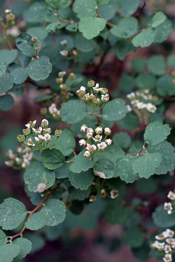 Image of Spiraea pilosa specimen.