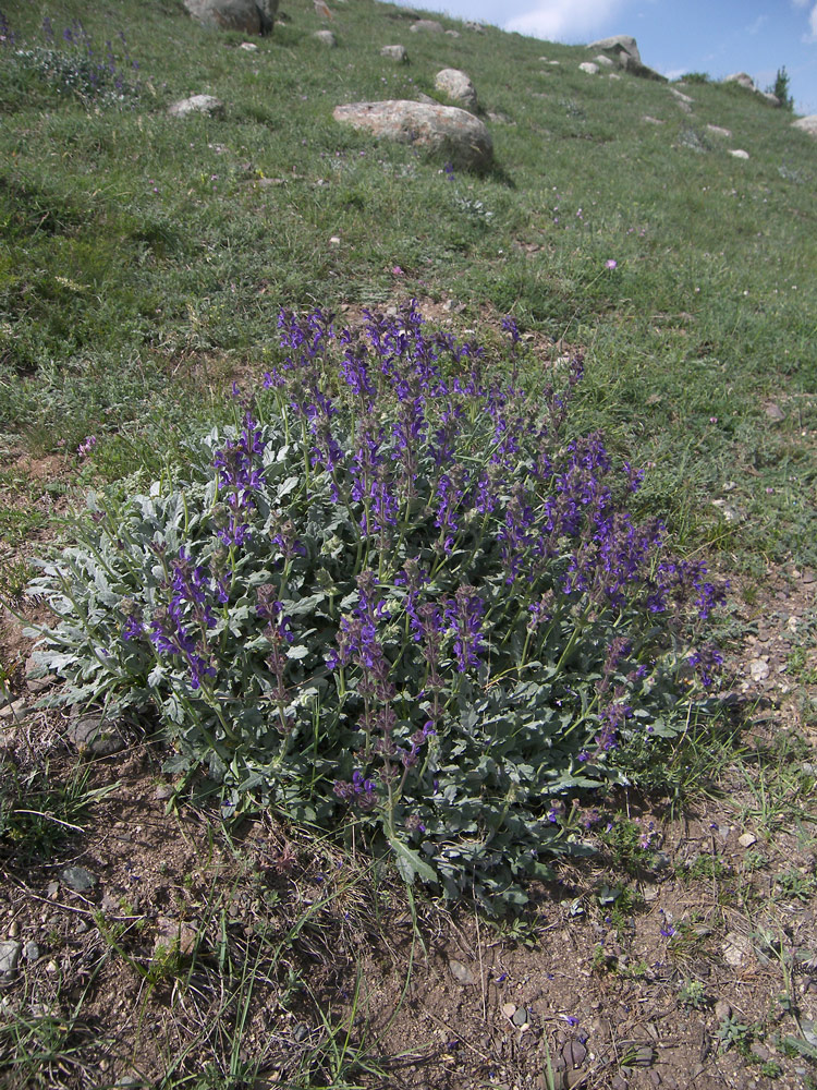 Изображение особи Salvia canescens.