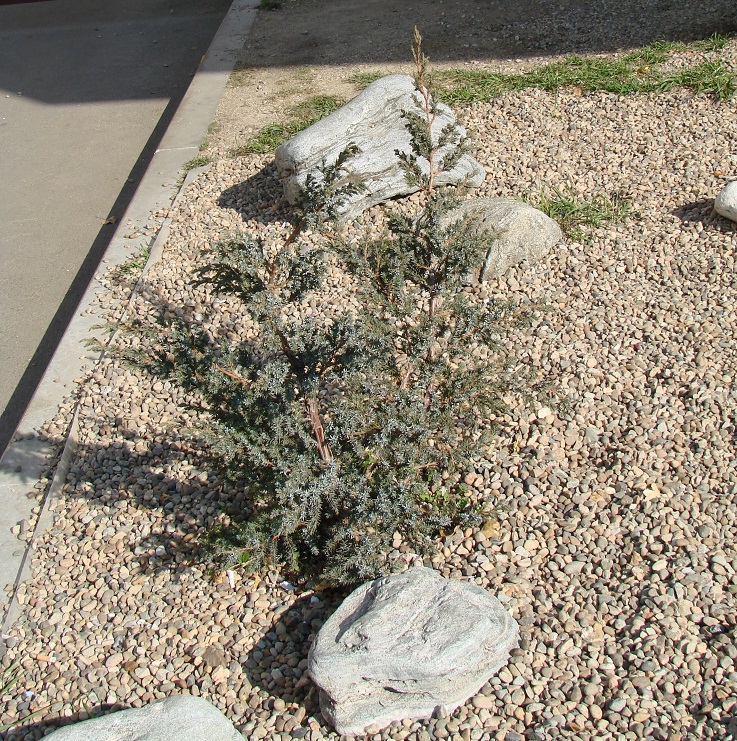 Изображение особи Juniperus chinensis.