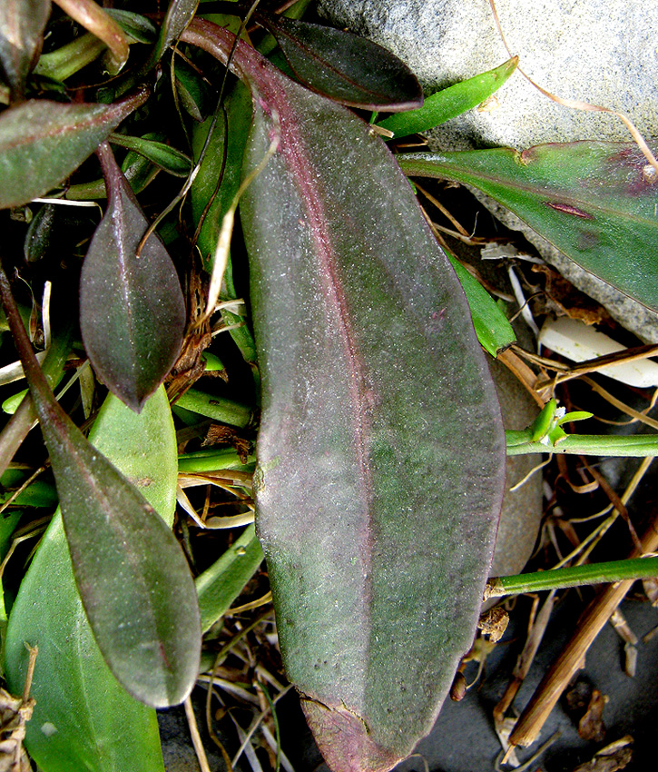 Image of Tripolium pannonicum specimen.