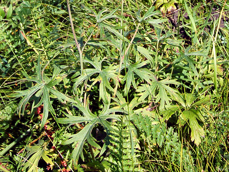 Image of Delphinium laxiflorum specimen.