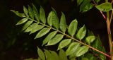Rhus copallinum