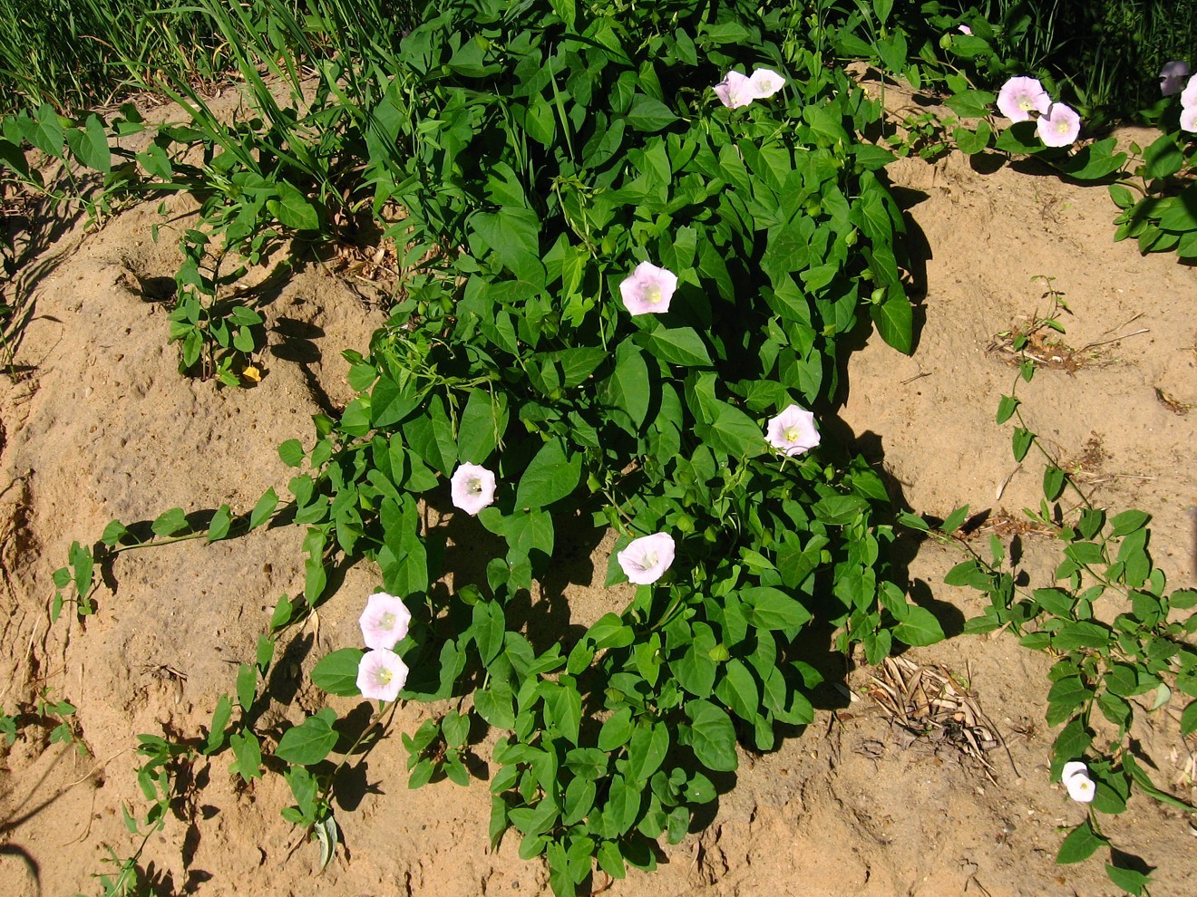 Изображение особи Calystegia inflata.