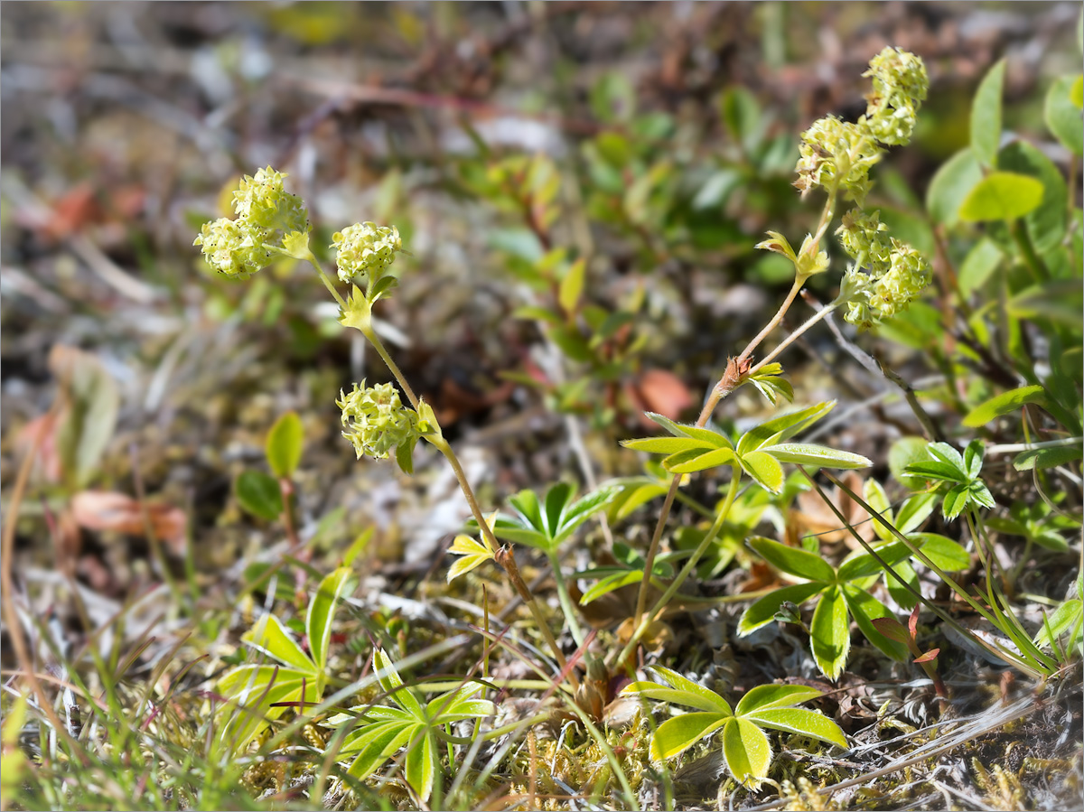 Image of Alchemilla alpina specimen.