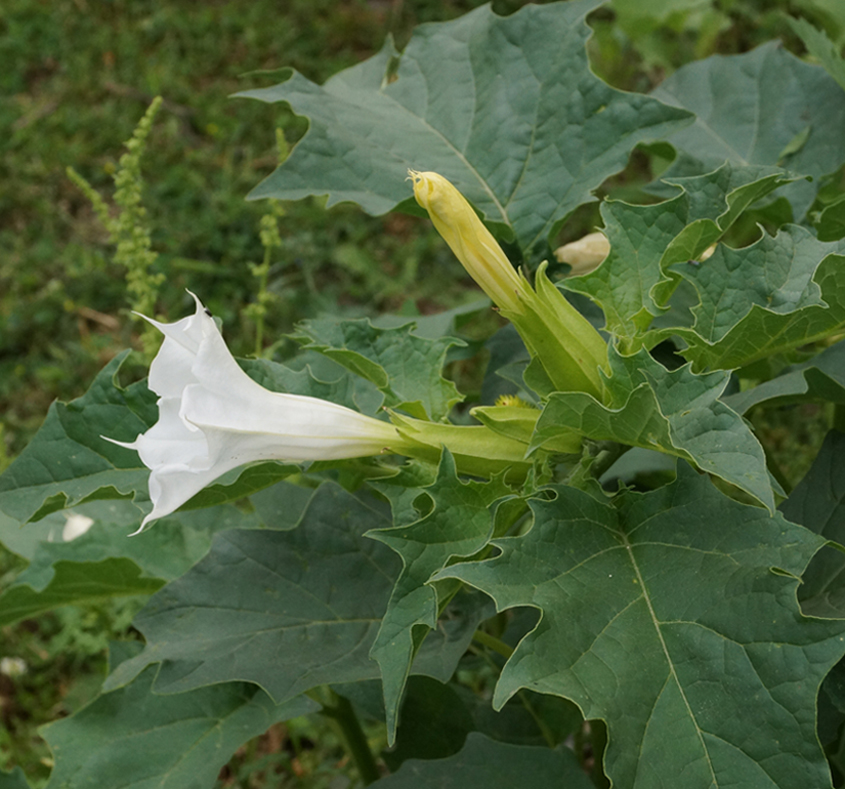 Изображение особи Datura stramonium.