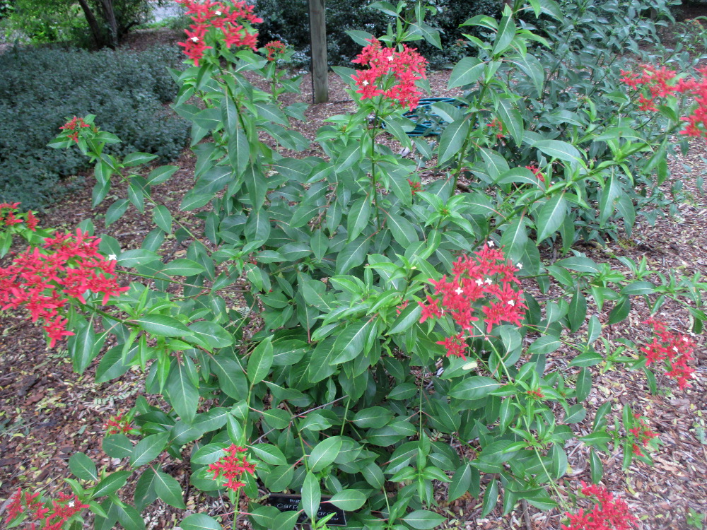 Изображение особи Carphalea kirondron.