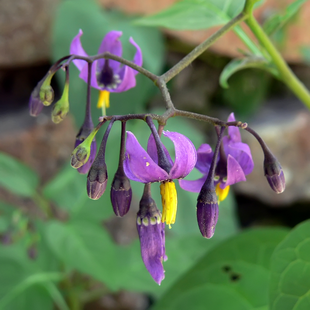 Image of Solanum kitagawae specimen.